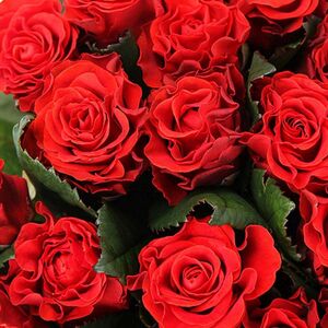 Роза Эль Торро ( Красный) (60 см)