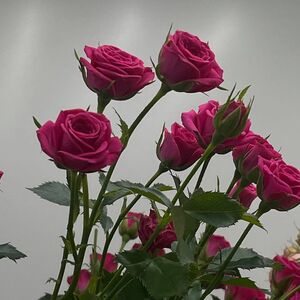 Малиновая кустовая роза "Пинк Йо Йо"