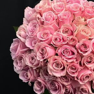 Роза Пинк Аваланш (Розовый) (60 см)
